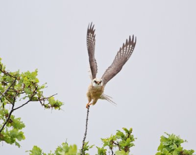 Roodpootvalk / Red-footed Falcon