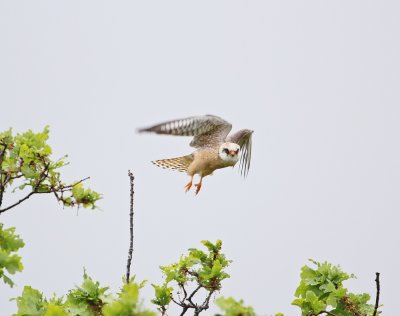 Roodpootvalk / Red-footed Falcon