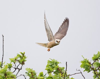 Roodpootvalk / Red-footed Falcon