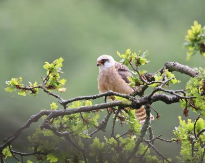 Roodpootvalk / Red-footed Falcon