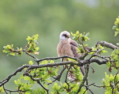 Roodpootvalk / Red-footed Falcon