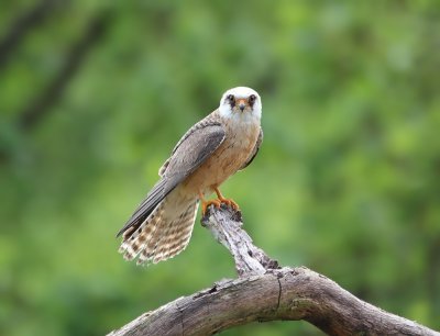 Roodpootvalk / Red-footed Falcon