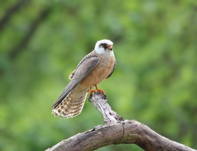 Roodpootvalk / Red-footed Falcon