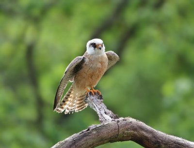 Roodpootvalk / Red-footed Falcon