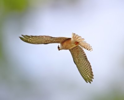 Roodpootvalk / Red-footed Falcon
