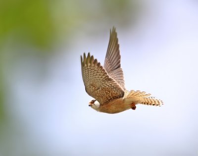 Roodpootvalk / Red-footed Falcon