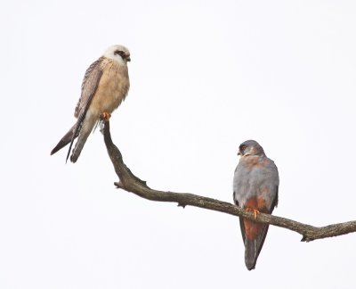 Roodpootvalk / Red-footed Falcon