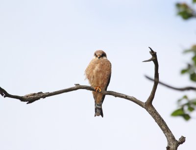 Roodpootvalk / Red-footed Falcon