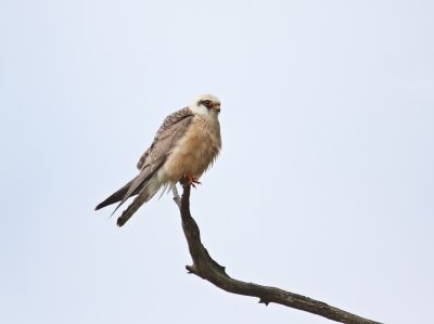 Roodpootvalk / Red-footed Falcon