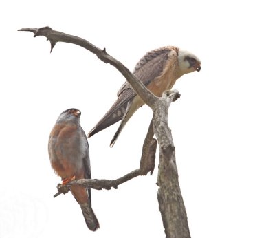 Roodpootvalk / Red-footed Falcon