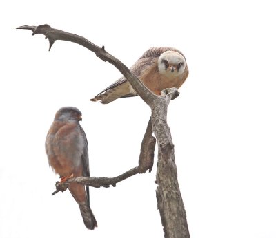 Roodpootvalk / Red-footed Falcon