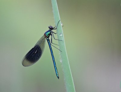 Weidebeekjuffer / Banded Demoiselle