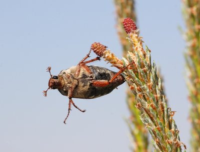 Meikever / May Bug, Doodlebug