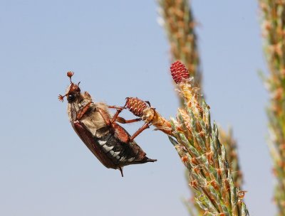 Meikever / May Bug, Doodlebug