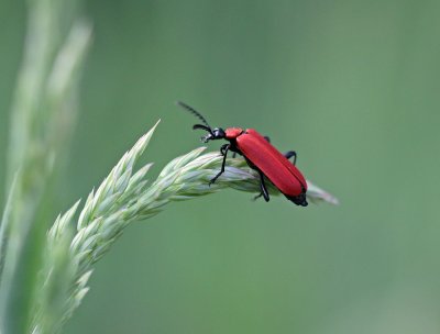 :: Zwartkopvuurkever / Black-headed Cardinal Beetle ::