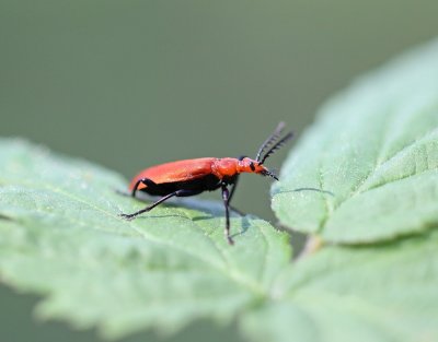 Rookopvuurkever / Red-headed Cardinal Beetle