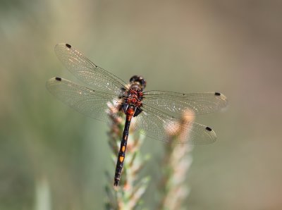:: Noordse Witsnuitlibel / Ruby Whiteface, Northern White-faced Darter ::