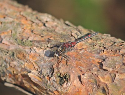 Noordse Witsnuitlibel / Ruby Whiteface, Northern White-faced Darter