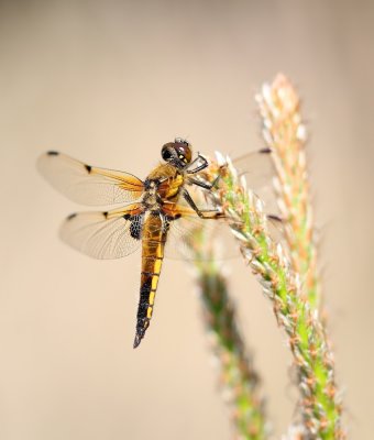 :: Viervlek / Four-Spotted Chaser ::