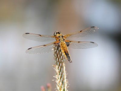Viervlek / Four-Spotted Chaser