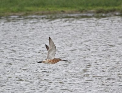 :: Rosse Grutto / Bar-tailed Godwit ::