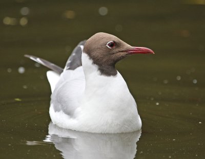 :: Kokmeeuw / Black-headed Gull ::