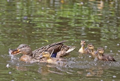 Wilde Eend / Mallard