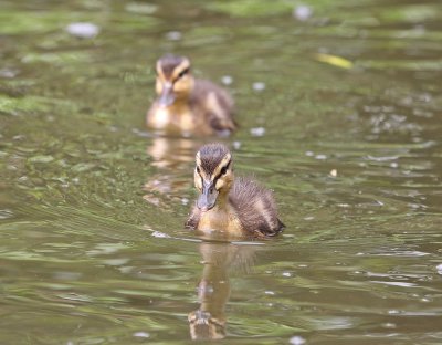 Wilde Eend / Mallard