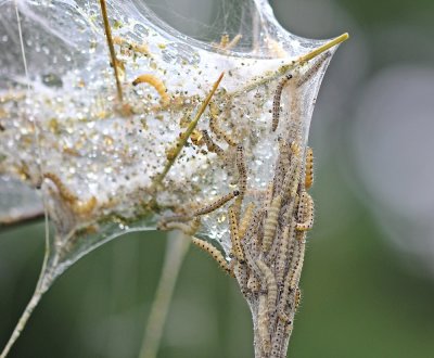 Stippelmot of Spinselmot / Ermine Moth