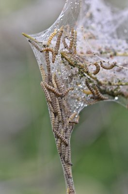 Stippelmot of Spinselmot / Ermine Moth