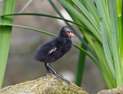 Waterhoen / Common Moorhen