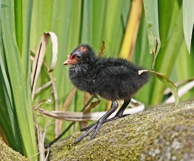 Waterhoen / Common Moorhen
