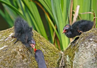 Waterhoen / Common Moorhen