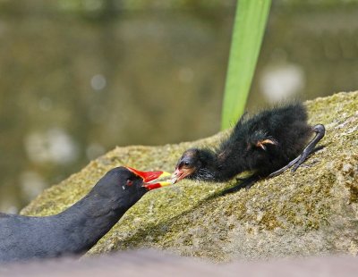 Waterhoen / Common Moorhen