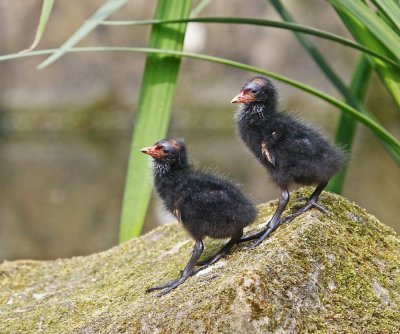 Waterhoen / Common Moorhen