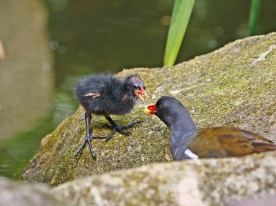 Waterhoen / Common Moorhen