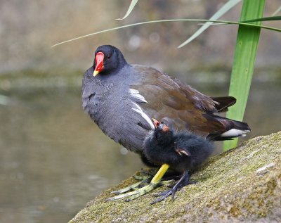 Waterhoen / Common Moorhen