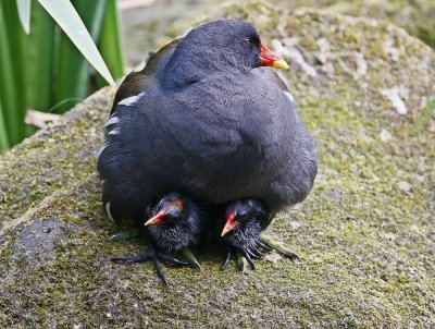 Waterhoen / Common Moorhen