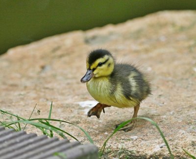 Wilde Eend / Mallard