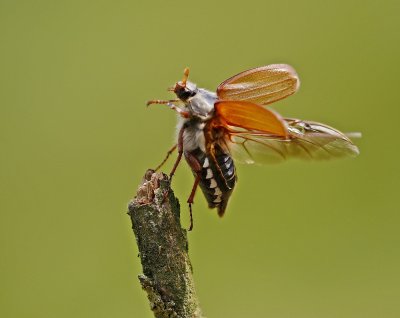 Meikever / May Bug, Doodlebug