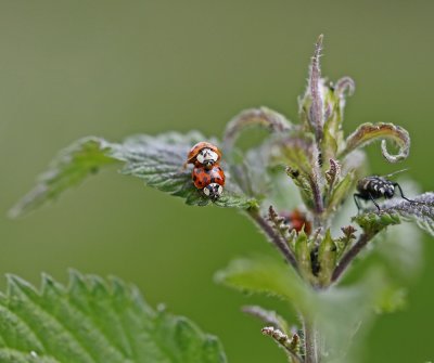 :: Lieveheersbeestje 7-Stippelig / Seven-spot ladybird ::