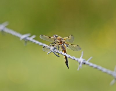 Viervlek / Four-Spotted Chaser
