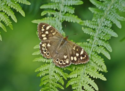 Bont Zandoogje / Speckled Wood