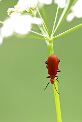 Rookopvuurkever / Red-headed Cardinal Beetle