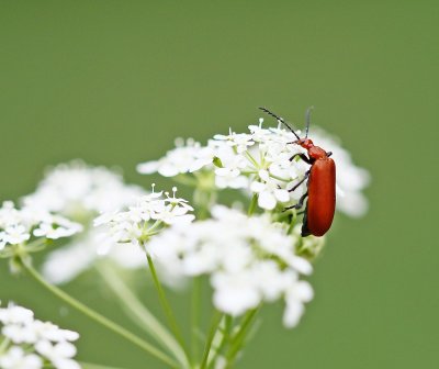 :: Rookopvuurkever / Red-headed Cardinal Beetle ::