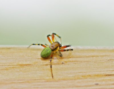 Gewone Komkommerspin / Cucumber Green Spider