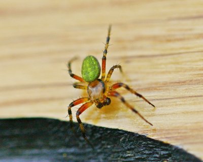 Gewone Komkommerspin / Cucumber Green Spider