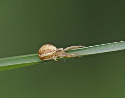 Struikkrabspin / Crab Spider