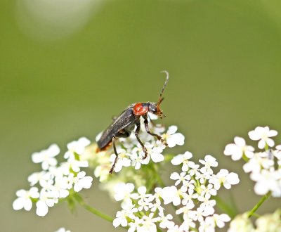Zwart Soldaatje / Black Soldier Beetle