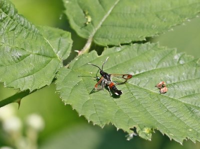 Wilgenwespvlinder / Red-tipped Clearwing